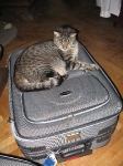 Mika na walizce